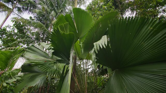 Lush tropical forest with exotic plants and massive green leaves in Singapore Botanic Gardens showcasing natural beauty and tourism in Asia
