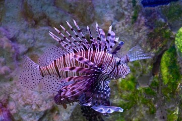 Obraz premium Side profile view of a venomous red lionfish (Pterois volitans) displaying its striped body and fan-like fins while swimming underwater in an aquarium with ambient purple lighting. Great for ocean