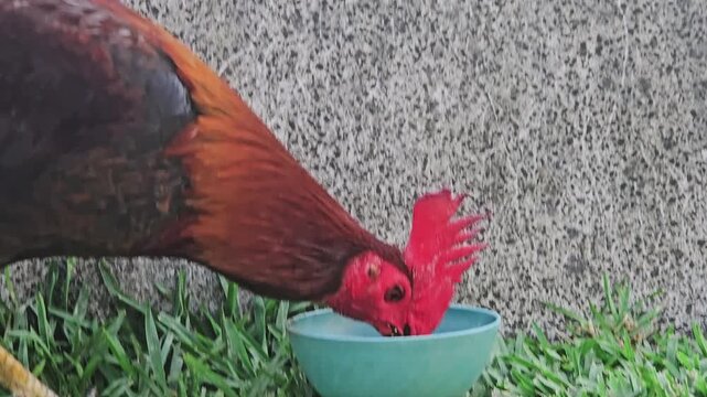 A vibrant brown rooster with a red comb drinks water from a small blue bowl on green grass.