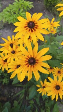 Yellow Rudbeckia Black-Eyed Susan Flowers Blooming in a Garden with Green Leaves. Flower bud bloom