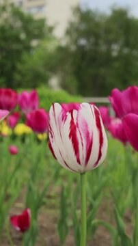 Red and white striped tulip blooming in a spring flower field outdoors, seasonal beauty, botanical nature, fresh growth, floral elegance, springtime festivity.