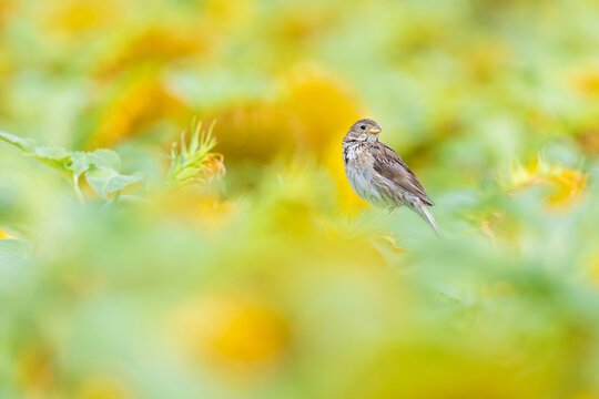An adult corn bunting perched in a sunflower field.