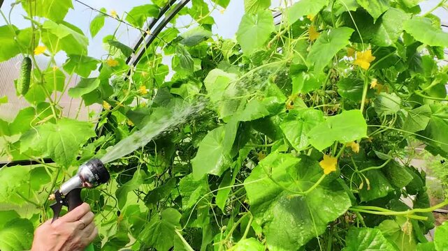 A person waters cucumber vines in a greenhouse using a sprayer. Close-up of leaves and flowers. The concept of growing healthy, natural produce yourself.