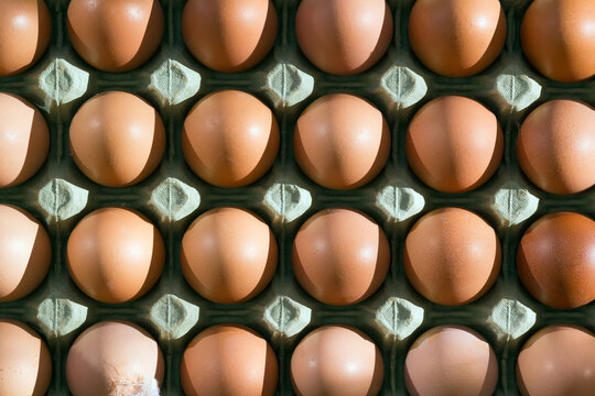 A tray of fresh free range eggs in morning sunlight. Shallow depth of field.