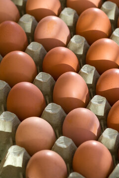 A tray of fresh free range eggs in morning sunlight. Shallow depth of field.