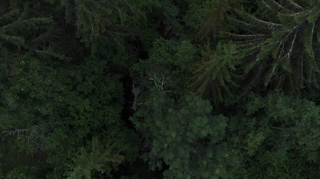 the forest