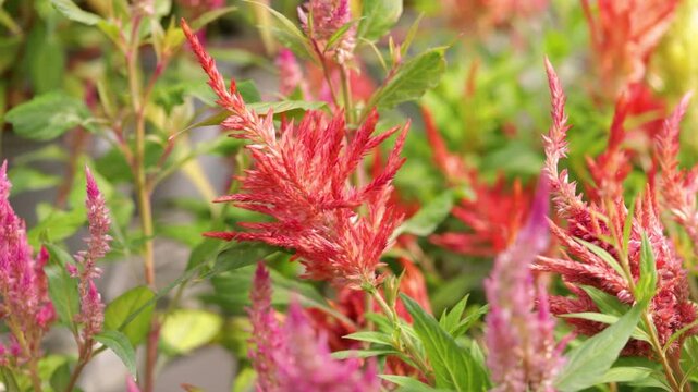 Close-up video of vibrant red feather celosia (Celosia plumosa) flower plumes with blurred pink blossoms in the background. Natural light, shallow depth of field and colorful garden scene.