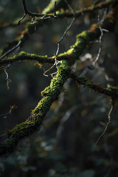 Gnarled tree branches in a dark autumn forest &mdash; part of a folk horror and dark poetry series