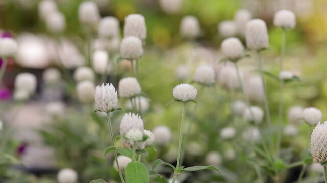 Close-up of white Gomphrena globosa flower in bloom with blurred flowers in the background. Selective focus on an ornamental garden plant.