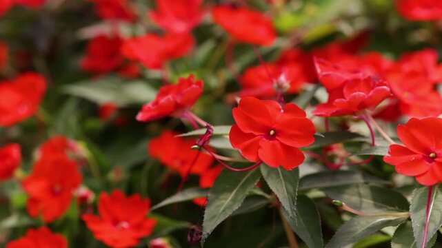 Close-up of vibrant orange SunPatiens flowers (New Guinea impatiens hybrid) blooming in a garden. Popular ornamental plant known for its abundant flowering and heat tolerance.