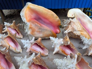 These shells are Queen conches, a type of large sea snail often found in the Caribbean. © Nandani Bridglal
