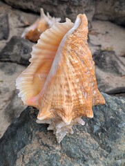 A Queen conch shell, a type of large sea snail often found in the Caribbean. © Nandani Bridglal