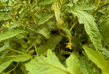 Yellow Tomato Flower among dense green leaves and stems in summer Garden. Closeup of flowering Tomato Plant, organic cultivation and horticulture, flat vector illustration. © roze ultra