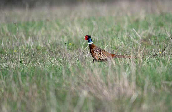 Common pheasant running on the meadow awy from danger 