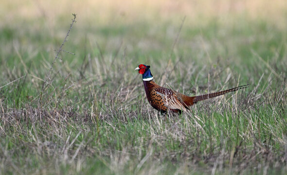 Portrait of a common pheasant on a green meadow in spring during rut