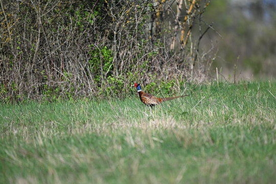 Portrait of a common pheasant on a green meadow in spring during rut