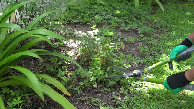 A man is using hedge shears to trim ground cover plants in the backyard.