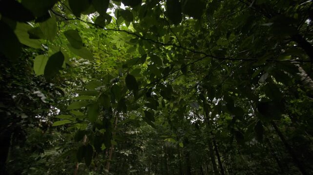 Lush tropical rainforest landscape with exotic trees colorful plants and vibrant natural beauty showcasing the wild forests of Asia