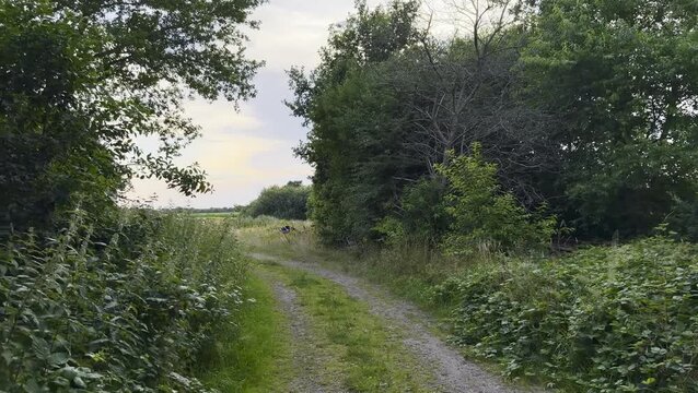 Scenic rural pathway surrounded by lush greenery and trees, leading towards an open field under a colorful sky 