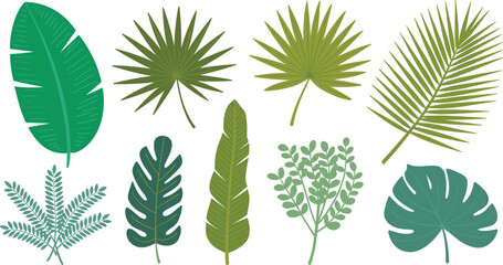Tropical Palm Leaves and Exotic Jungle Foliage Botanical Vector Element Set Featuring Monstera Banana Leaf and Fern Branches for Summer Pattern Graphic Designs © MdRashed