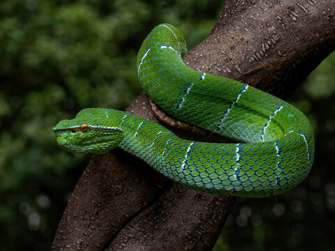 Sulawesi keeled green pit viper (Tropidolaemus laticinctus) is an endemic venomous snake species from Sulawesi Island, Indonesia.
