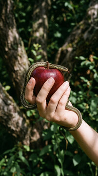 Woman's hand holding a bright red apple with a snake wrapped around it, symbolizing temptation, forbidden fruit, knowledge, and original sin