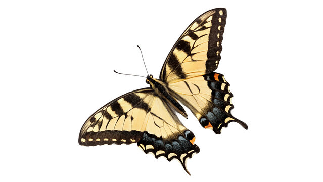 Beautiful vibrant yellow swallowtail butterfly wings spread isolated on transparent background