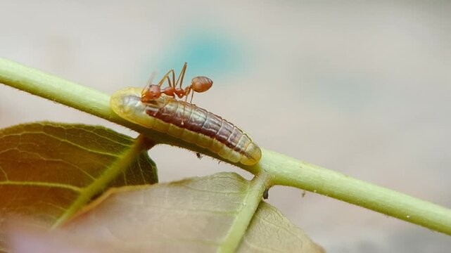 Macro close-up footage of a weaver ant (Oecophylla smaragdina) tending and protecting a Common Ciliate Blue butterfly caterpillar (Anthene emolus) on a Schleichera oleosa host plant branch.