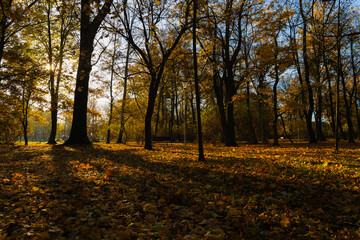 Naklejka premium sun shining through trees in autumn park, golden light breaking through maple branches at sunset, fallen leaves and long shadows with bench and lantern, concept of city recreation, tourism, ecology