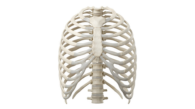 Isolated 3D model of human rib cage with transparent background.