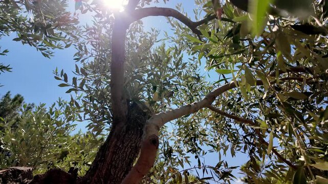 Rays of sunlight penetrating through the dense crown of an old olive tree