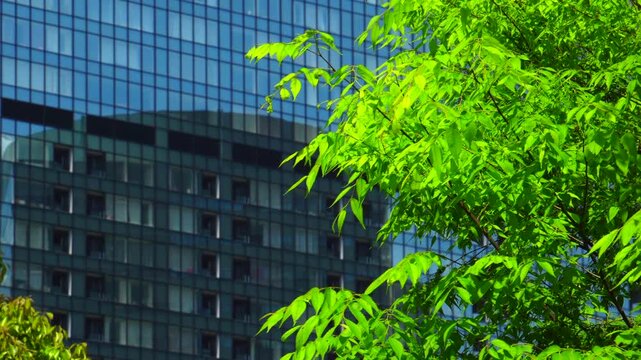 新緑と新宿高層ビル