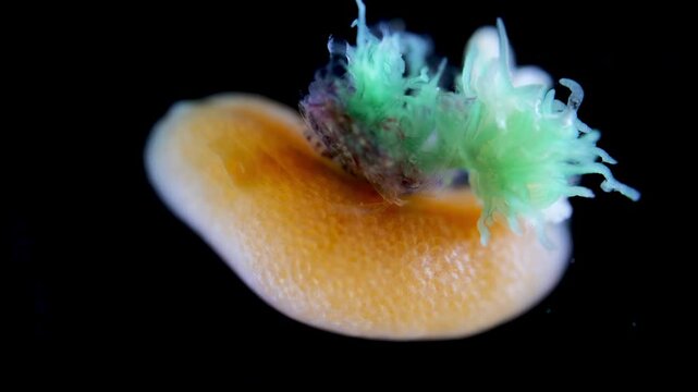 Parasitic crustacean Peltogaster paguri under a microscope. Video shows external part, or externa, where larvae develop, and internal part, or interna. White Sea.