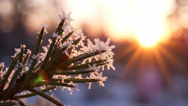 macro close-up of pine needles covered in frost and ice crystals with a warm golden sunrise in the background, winter nature scene
