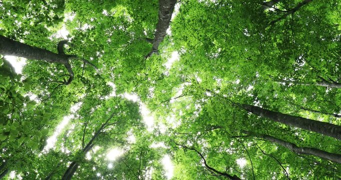 八甲田山のブナの森