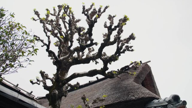 Traditional japanese thatched roof house and pruned tree