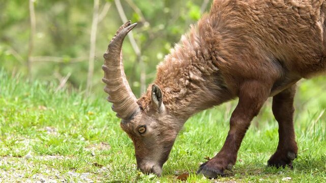 Alpine Ibex Grazing on Green Grass in the Italian Alps