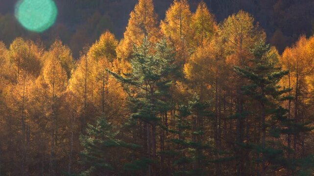 紅葉の御射鹿池
