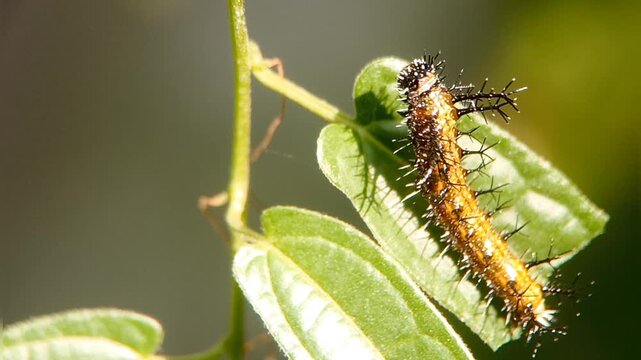 Macro close-up footage of a Clipper butterfly caterpillar (Parthenos sylvia) perching and sunbathing on its host plant leaf, Zanonia indica.