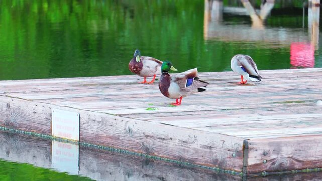 Three male Mallard ducks grooming on a wooden dock by the serene water.