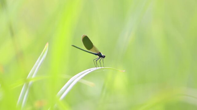 Male Banded demoiselle resting on the lookout staying still on a leaf of Hemerocalle in summer. Calopteryx splendens, Hemerocallis sp, Indre-et-Loire 37, r&eacute;gion Centre Val de Loire, France, Europe