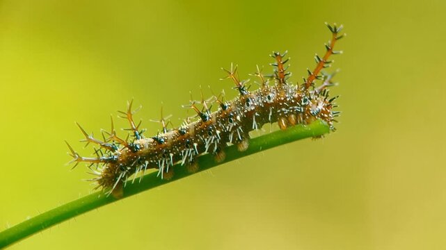 Macro close-up footage of a Clipper butterfly caterpillar (Parthenos sylvia) eating a young green stem and leaf of its host plant, Zanonia indica.