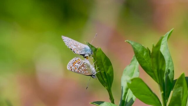 A Pair of Common Blue Butterflies Mating