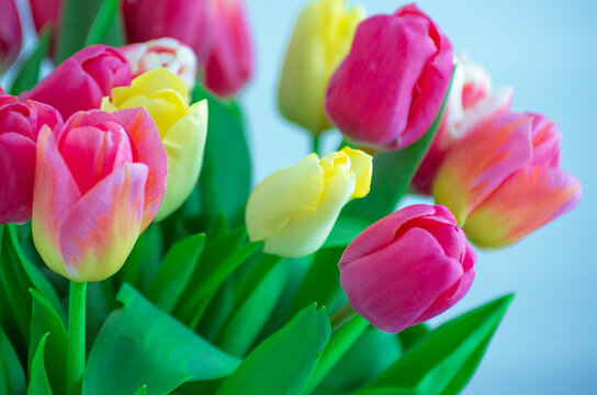 Mix of tulips flowers background