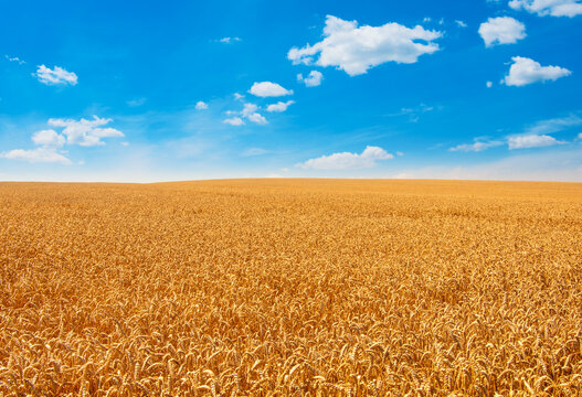 Wheat field and blue sky with clouds