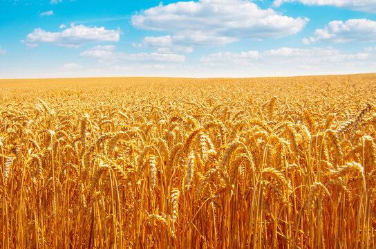 Wheat field and blue sky with clouds