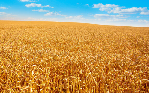 Wheat field and blue sky with clouds