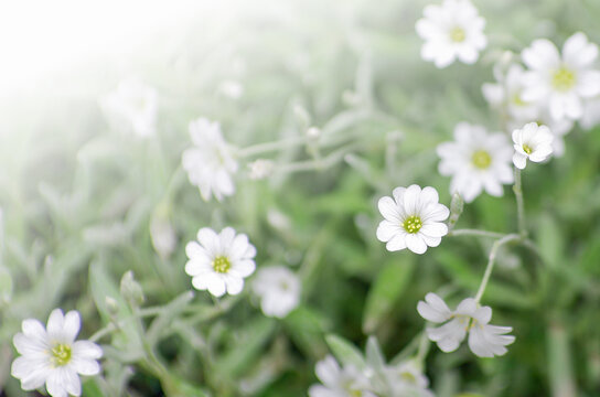 Gypsophila elegans as a garden flower in bloom