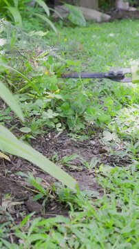 A man is using hedge shears to trim ground cover plants in the backyard.
