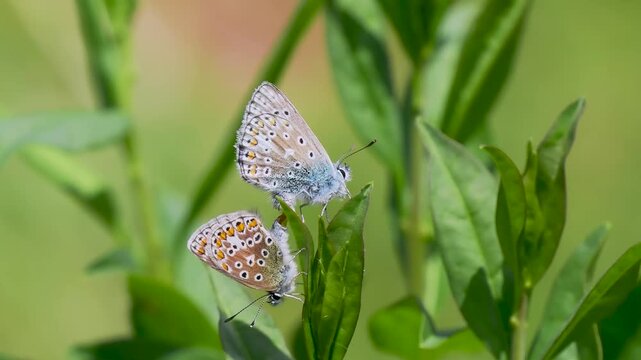 A Pair of Common Blue Butterflies Mating